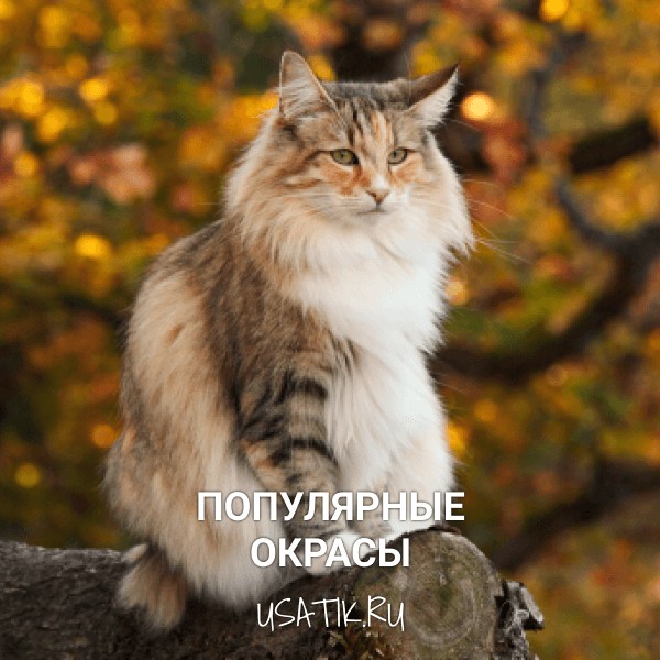 Популярные окрасы норвежских лесных кошек