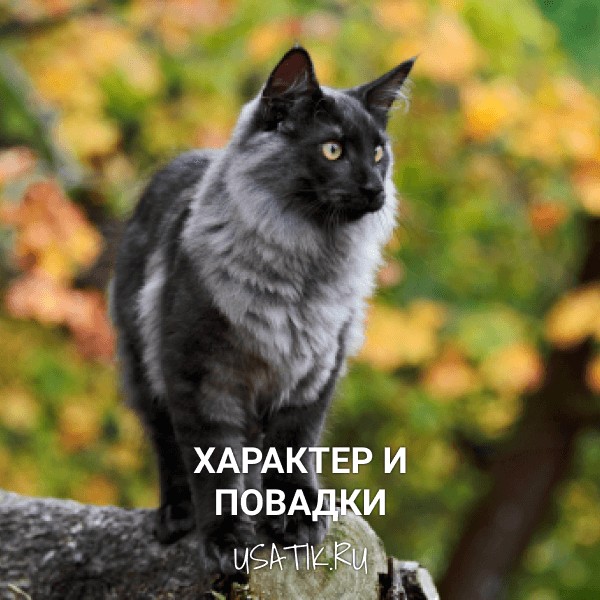 Характер и повадки норвежских лесных кошек