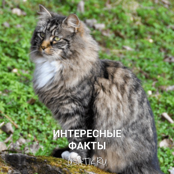 Интересные факты о норвежских лесных кошках