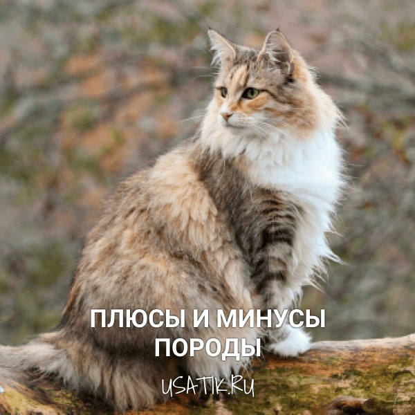 Плюсы и минусы норвежских лесных кошек
