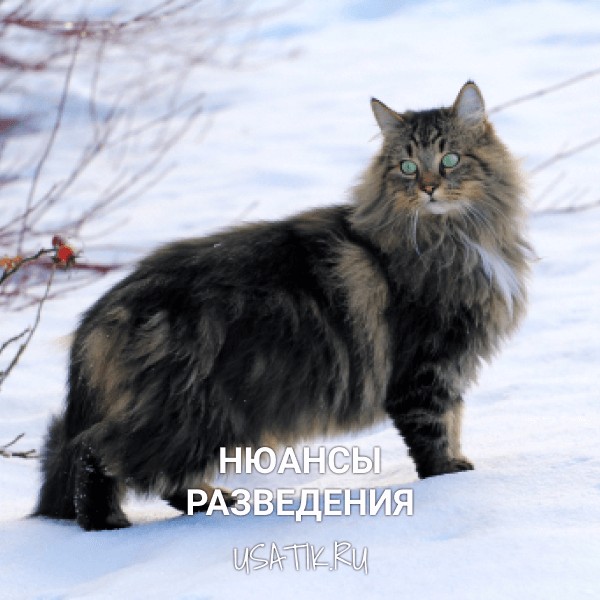 Разведение норвежских лесных кошек