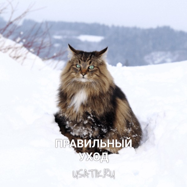 Уход за норвежскими лесными кошками
