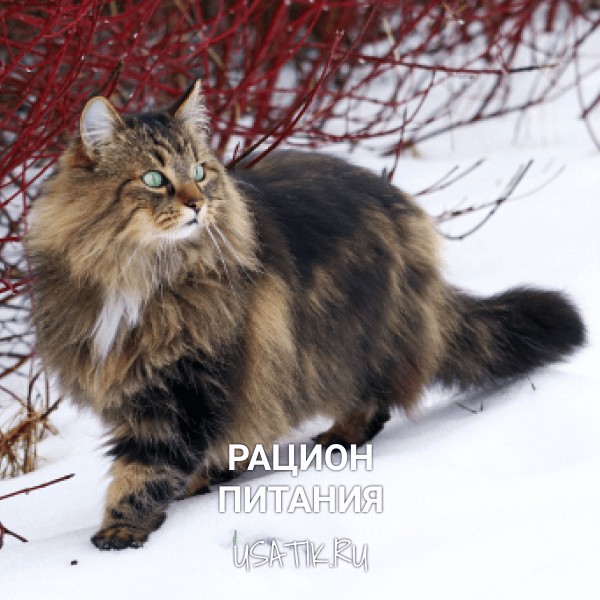 Рацион питания норвежских лесных кошек