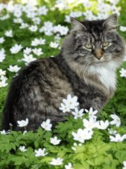 Норвежская лесная кошка