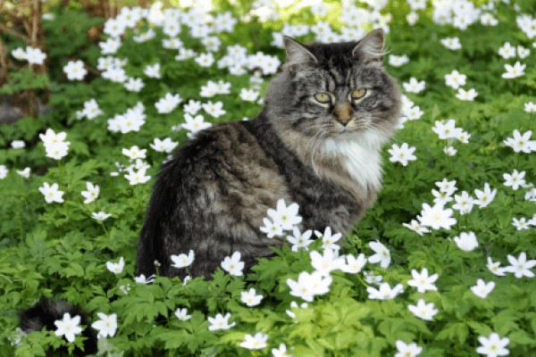 Норвежская лесная кошка