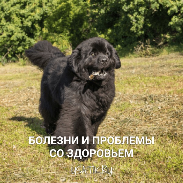 Болезни и проблемы со здоровьем