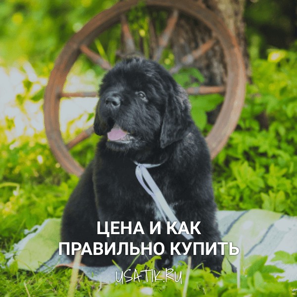Ньюфаундленд - цена и как правильно купить