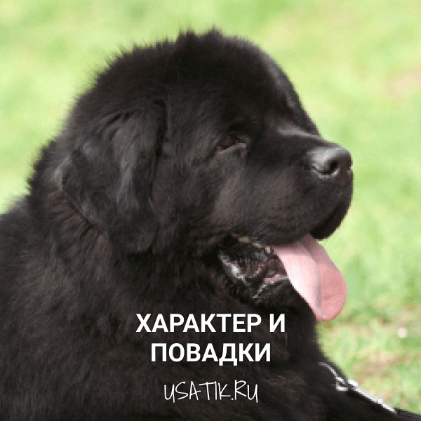 Характер и повадки ньюфанудлендов