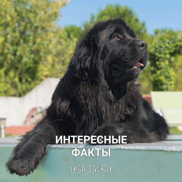Интересные факты о ньюфаундлендах