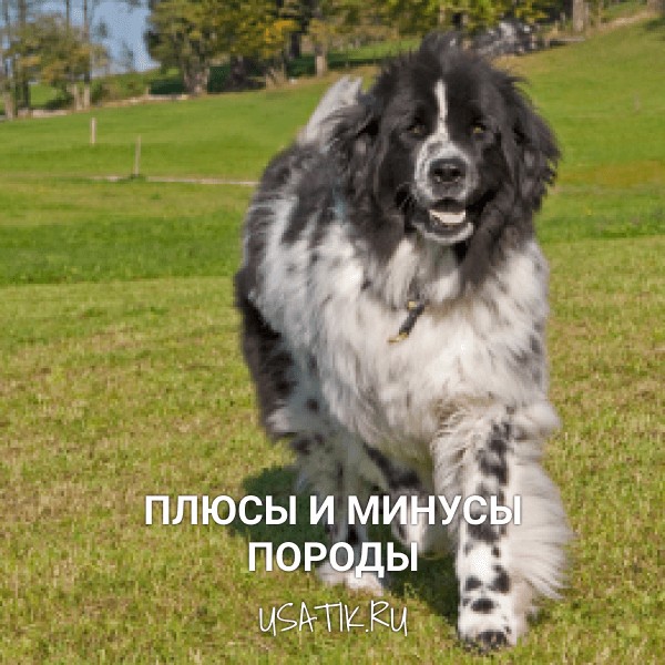 Плюсы и минусы ньюфаундлендов