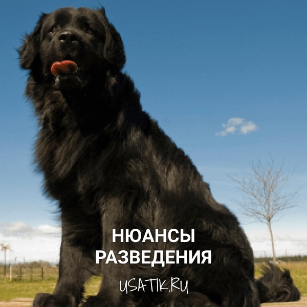 Разведение ньюфаундлендов