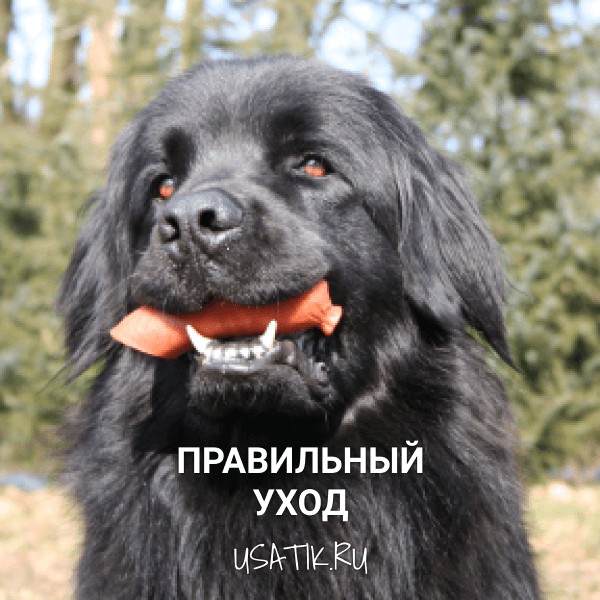 Уход за ньюфаундлендами