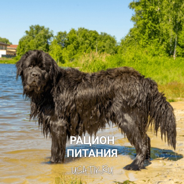 Рацион питания ньюфаундлендов