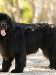 Ньюфаундленд