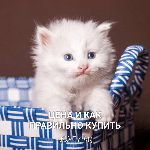 Персидская кошка - цена и как правильно купить