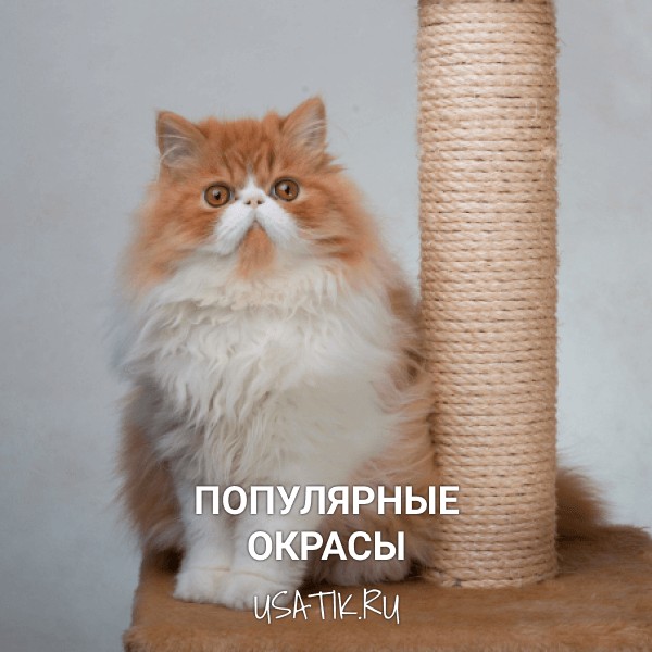 Популярные окрасы персидских кошек
