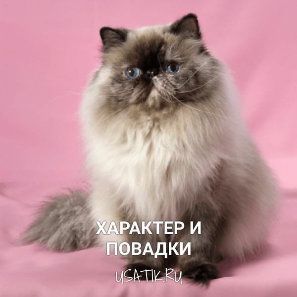 Характер и повадки персидских кошек