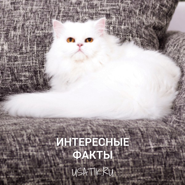 Интересные факты о персидских кошках