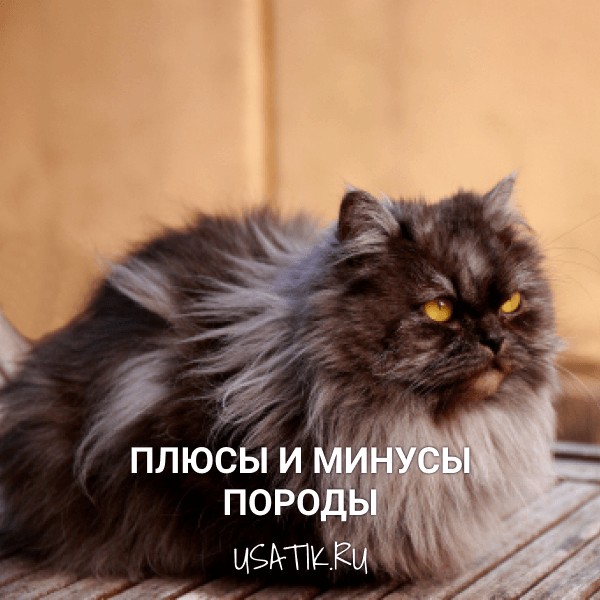 Плюсы и минусы персидских кошек