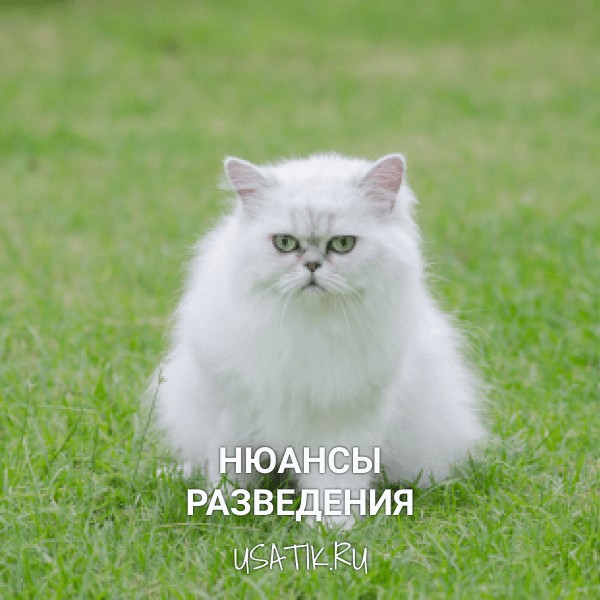 Разведение персидских кошек