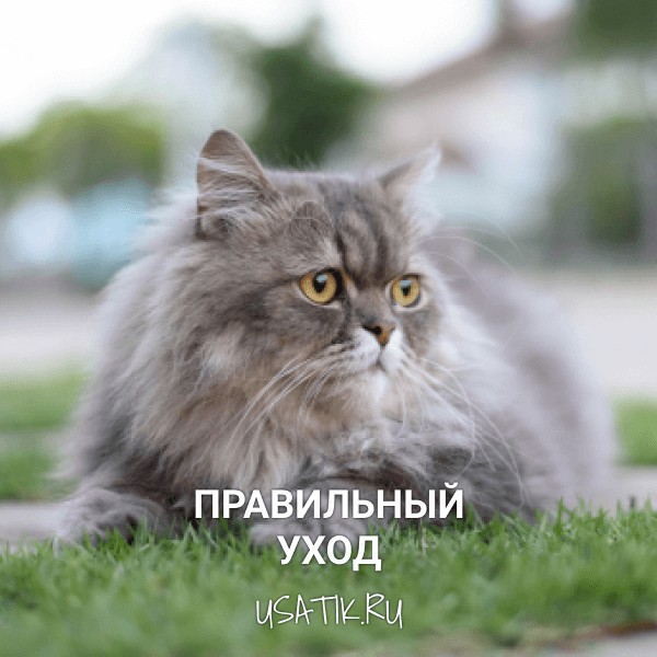 Уход за персидскими кошками