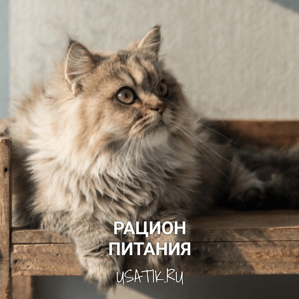 Рацион питания персидских кошек