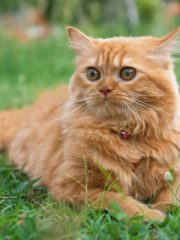 Персидская кошка