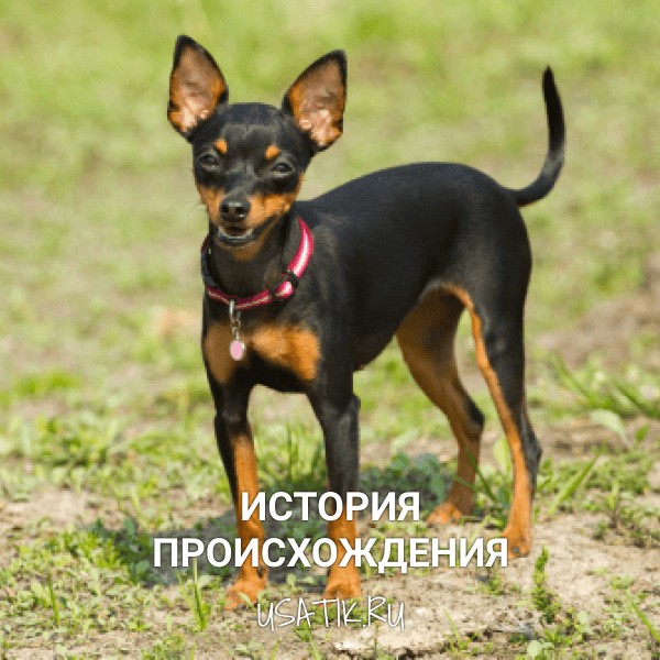 История происхождения пражских крысариков