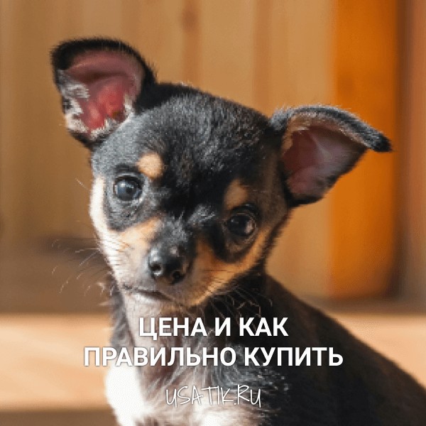 Пражский крысарик - цена и как правильно купить