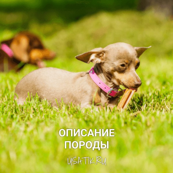 Пражский крысарик - описание породы
