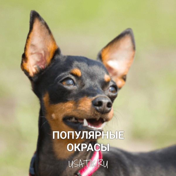 Популярные окрасы пражских крысариков