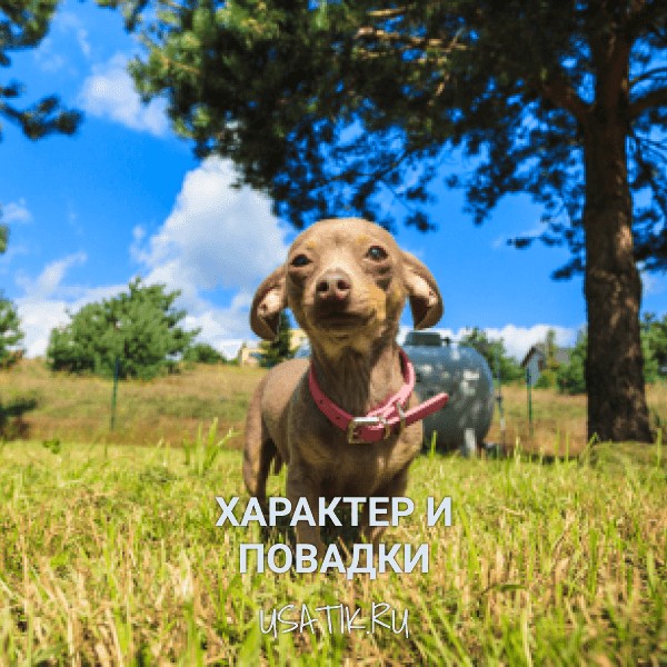 Характер и повадки пражских крысариков