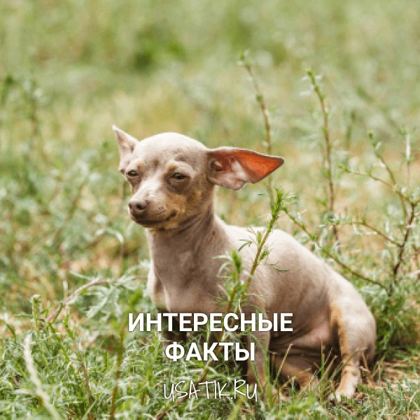 Интересные факты о пражских крысариках