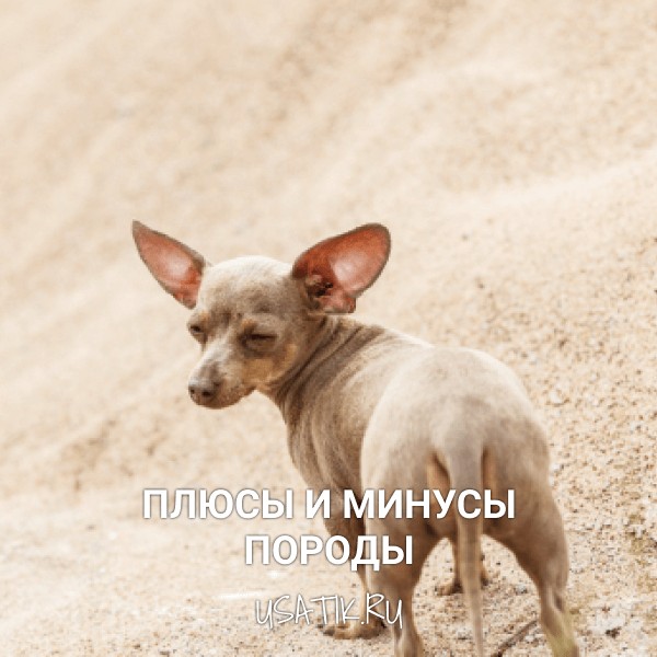 Плюсы и минусы пражских крысариков