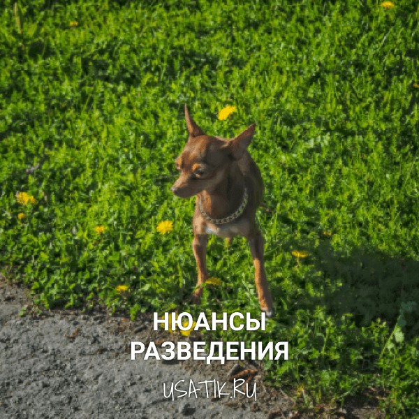 Разведение пражских крысариков