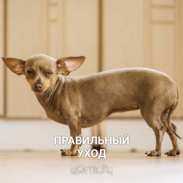 Уход за пражскими крысариками