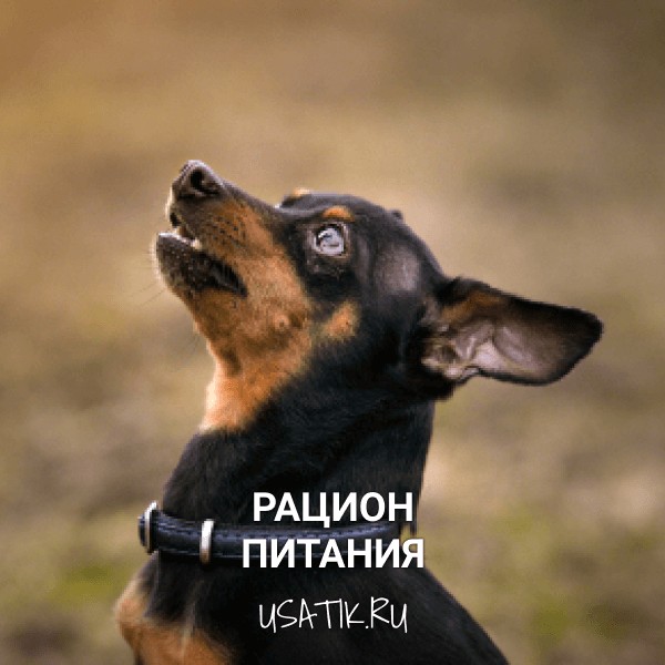 Рацион питания пражских крысариков