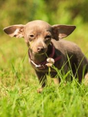 Пражский крысарик