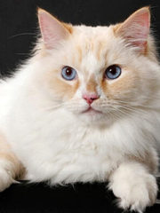 Рагамаффин