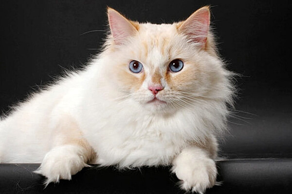 Рагамаффин