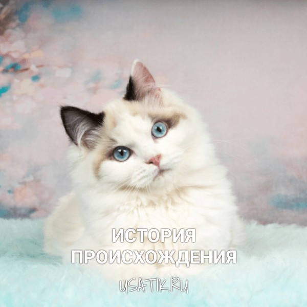 История происхождения рэгдоллов