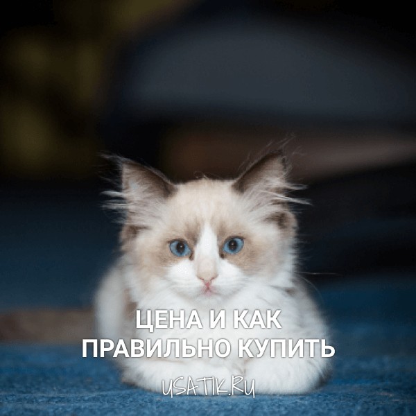 Рэгдолл - цена и как правильно купить