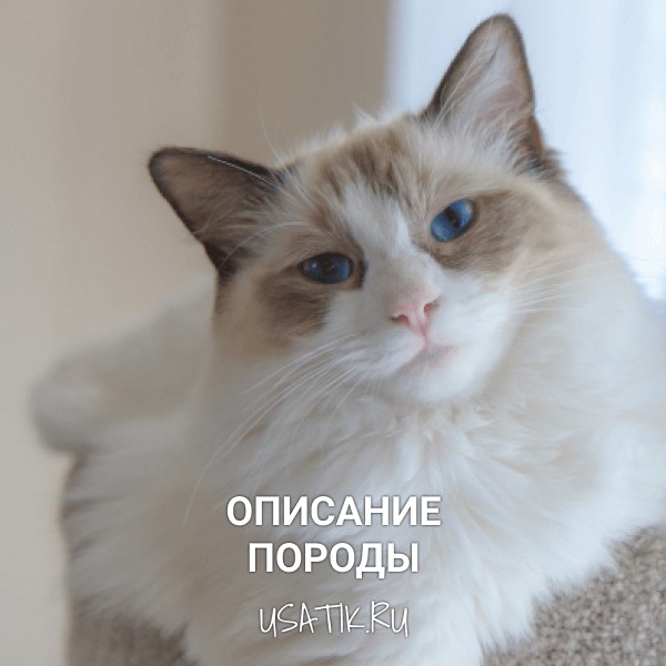 Рэгдолл - описание породы