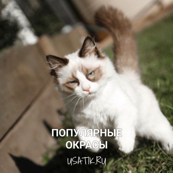 Популярные окрасы рэгдоллов