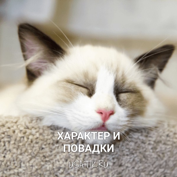 Характер и повадки рэгдоллов