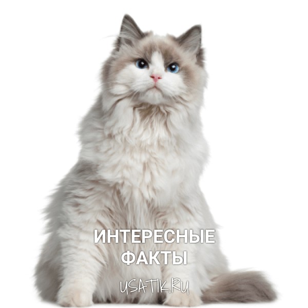 Интересные факты о рэгдоллах