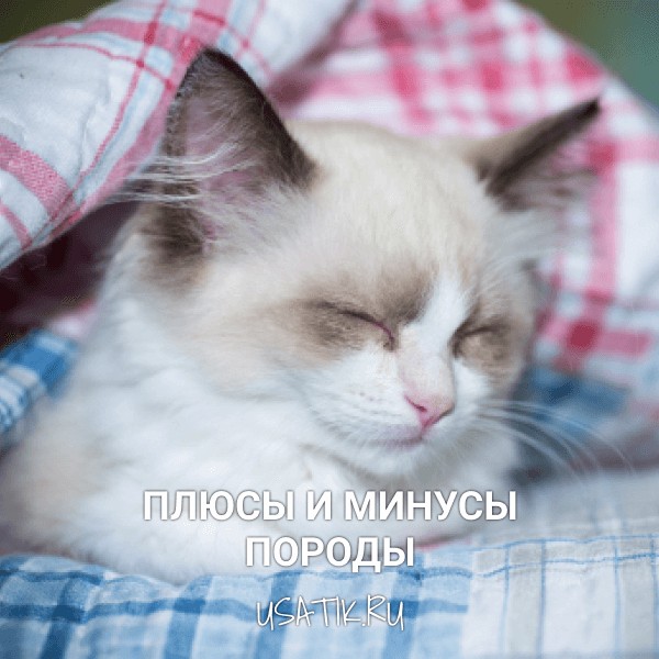 Плюсы и минусы рэгдоллов