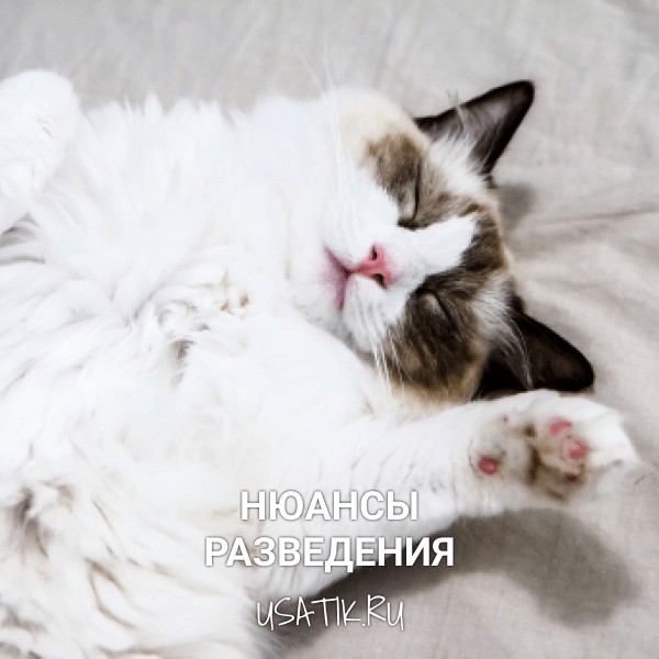 Разведение рэгдоллов