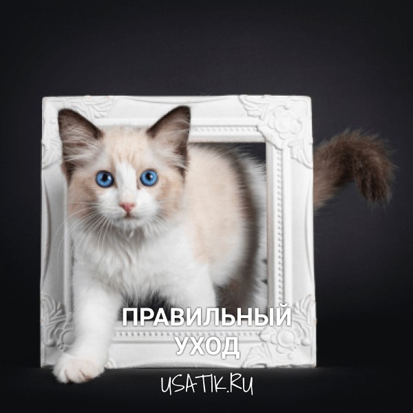 Уход за рэгдоллами