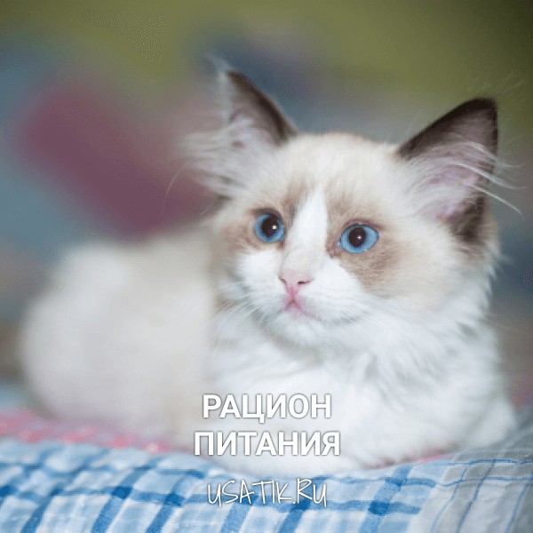 Рацион питания рэгдоллов